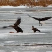 March 6: Food fight on the Flyway!