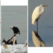 Black-bellied plover, Bald eagle with American pelicans, White egret, Bufflehead duck