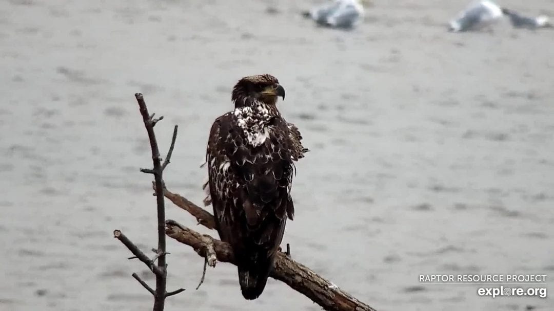 March 24, 2020: Three-ish year-old eagles on the Mississippi Flyway