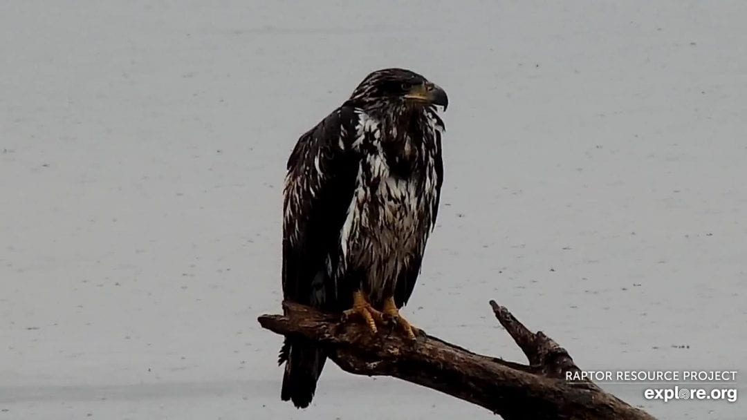 March 24, 2020: Three-ish year-old eagles on the Mississippi Flyway