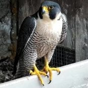 Nova, our new female falcon at Great Spirit Bluff. Isn't she beautiful! Notice that she is not banded.