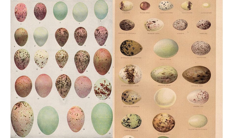 Eggs of American Birds