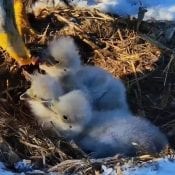 April 13, 2020: Decorah Nest. Eaglets are, from top: D35, D36, and D34