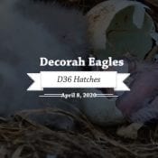 Decorah Eagles Video Round-up