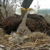 April 22, 2020: Decorah family report. Do you see the eagle heart?