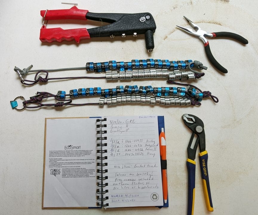 Bands and banding tools for nestling peregrine falcons