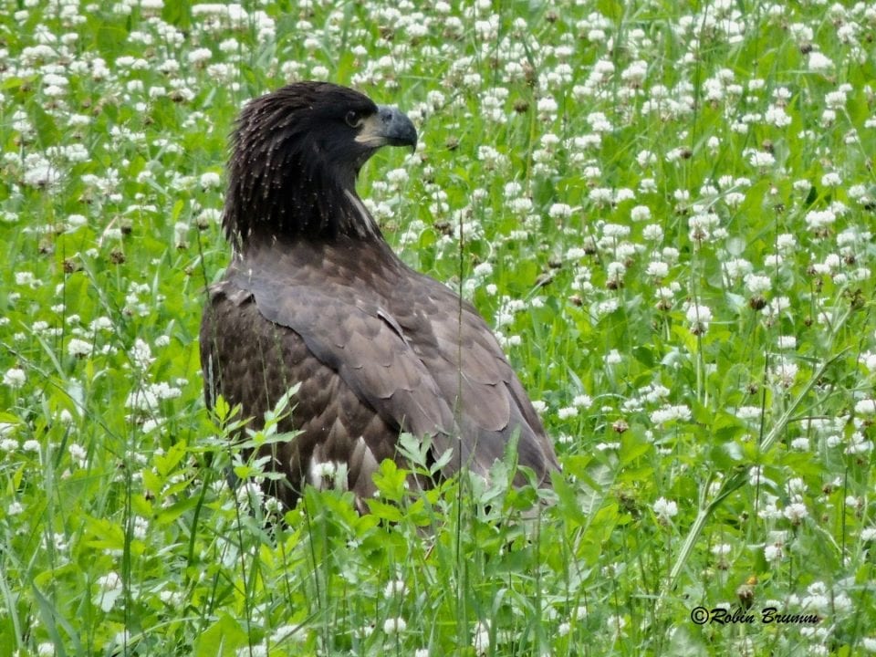 June 21: D35 in the horse pasture surrounded by clover. Photo by Robin Brumm