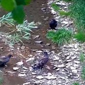 July 21, 2020: Possum carrion in the creek! D36 left, D35 eating, D34 top waiting