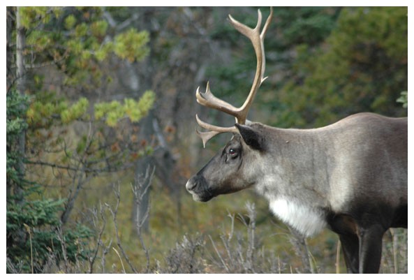 Woodland Caribou, aka 'Sven'!