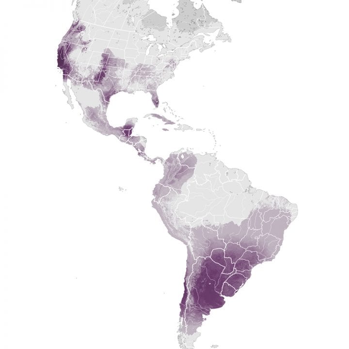 Barn Owl Range Map from Cornell's Birds Around The World Website