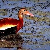 Black-Bellied Whistling Duck on the Flyway Cam in Lake Onalaska/Pool Seven of the Mississippi River