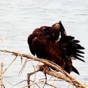 September 10, 2020: A juvenile Bald Eagle preens by the Mississippi River