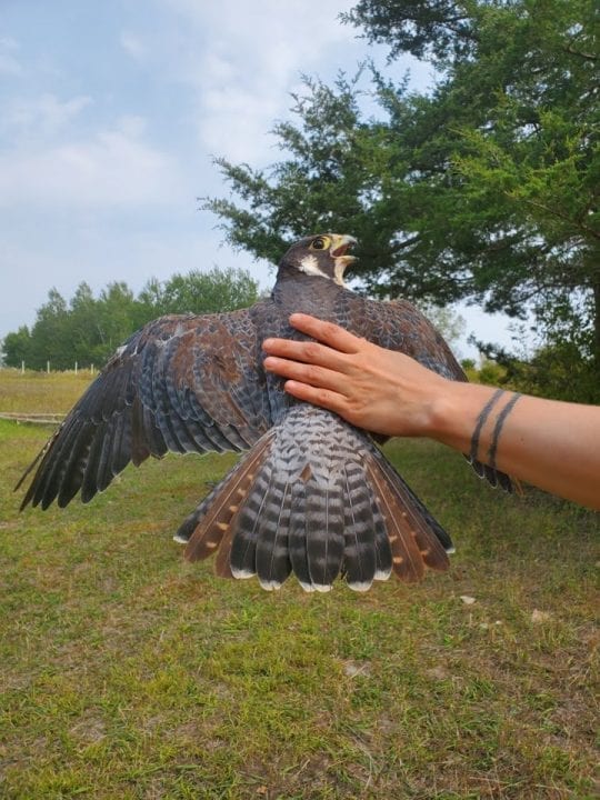 September 20, 2020: Sophia Landis with a male peregrine falcon she and intern Eric captured at our banding blind in Decorah, Iowa