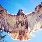 Red-Tailed Hawk, Credit Sophia Landis