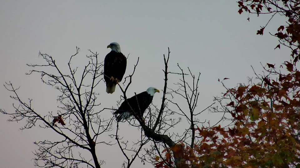 Mom (top) and DM2 (bottom). We saw the chase one adult eagle while we were in Decorah. Their bond remains strong!