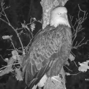 October 13, 2020: Mr. North at the North nest