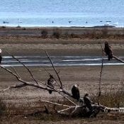 November 2, 2020: Bald eagles on the Mississippi Flyway