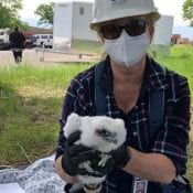 Newsletter 2020: Brenda Geisler holds a nestling falcon