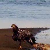An image of a young bald eagle catching a large carp