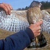 Image of an adult Cooper's Hawk