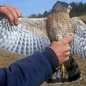 Image of an adult Cooper's Hawk