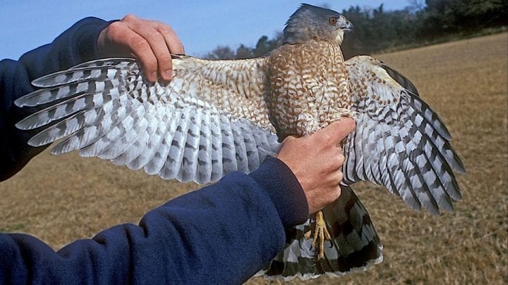 Image of an adult Cooper's Hawk
