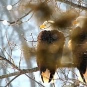 January 20, 2021: Resident eagles at Great Spirit Bluff