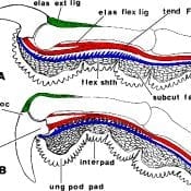 A bird's talon-locking mechanism