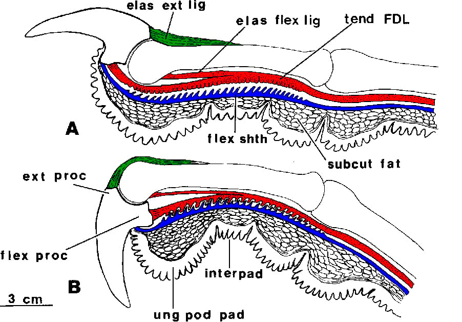 A bird's talon-locking mechanism