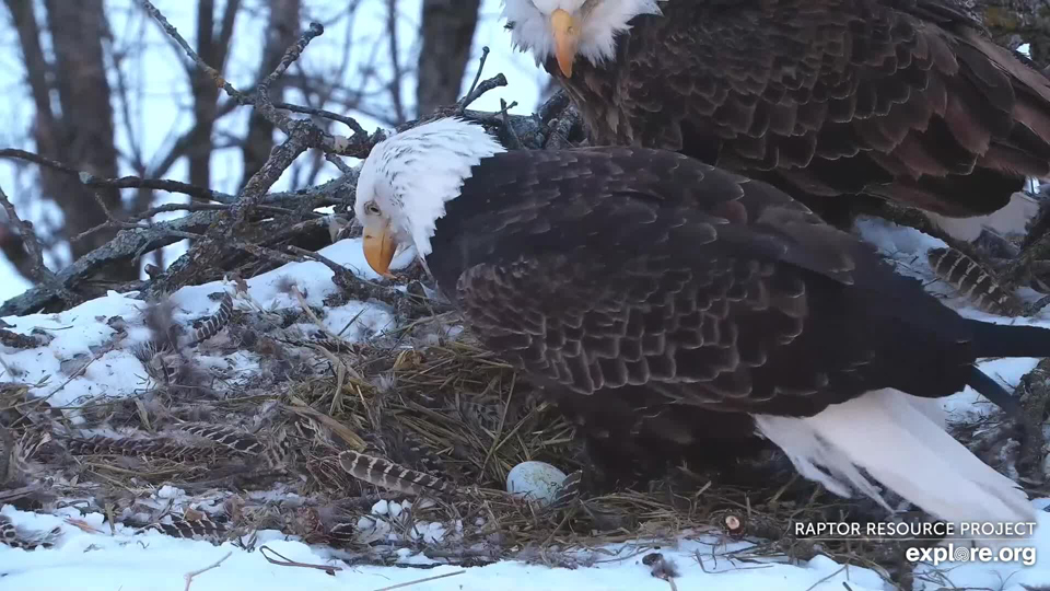 February 16, 2021: Mr. North sees the first egg