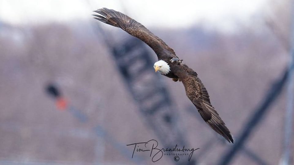 February 12, 2021: Eagle 307 at Lock and Dam 15. Photo by Tim Brandenburg