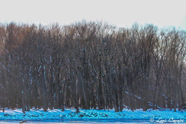 January 6, 2018: I counted 25 eagles, but I think there are probably more! Photo by Lori Carnes.