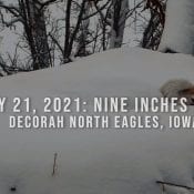 February 22, 2021: Nine inches of snow at the North Nest