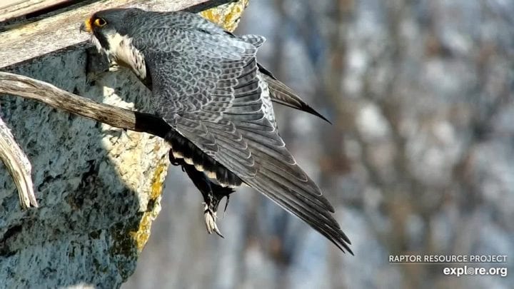 February 24, 2021: Newman seems very confident back on the scene at Great Spirit Bluff. We have heard him enforcing his No-Fly zone already!