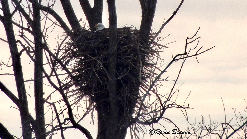 February 26, 2021: Mom incubating at N3