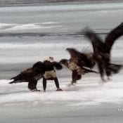 March 5, 2020: We saw our first large multi-age group of eagles today! They follow the melt north, gorging on gizzard shad and other fish they find in the ice.