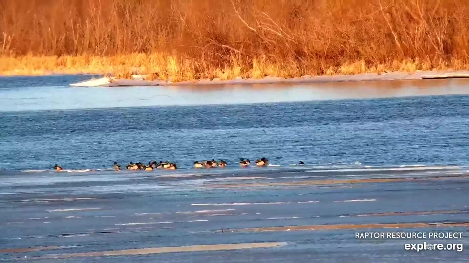 March 6, 2020: A large lead opened up and we saw Mallard Ducks in the distance!