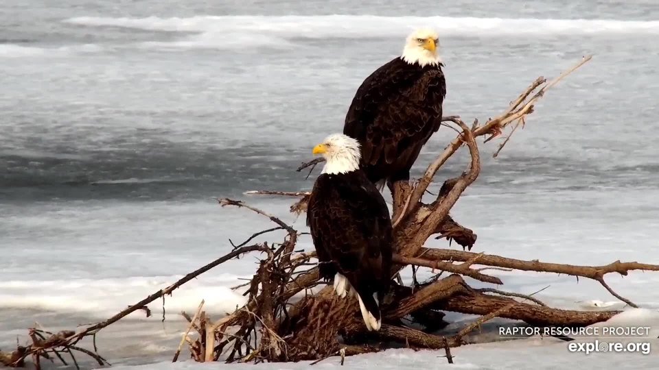 March 7, 2020: The Coopers! I believe this is a local pair of eagles. This time of the year especially, migrants usually arrive in large mixed-age groups and don't stay long!