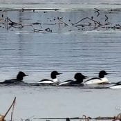 March 9, 2020: These Mergansers are headed north to Canada! Common Mergansers are often the last waterfowl migrant to move south in the fall and the first to return north in the spring.