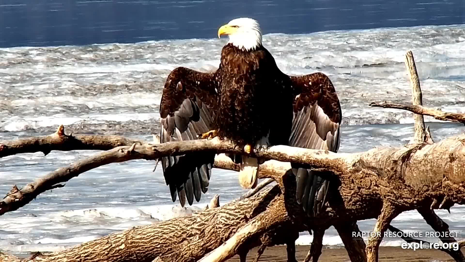 March 10: The ice is rapidly disappearing. An adult Bald Eagle enjoys the warm sun.