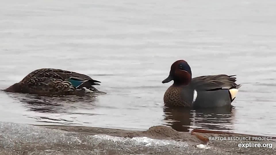 March 11, 2020: Teal! These lovely dabbling ducks benefit from the shallow water that borders the islands and braided lake channels.