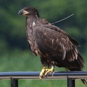 July 3, 2020: D35 on the bridge on Siewers Spring Road near the Decorah Fish Hatchery on July 3, 2020