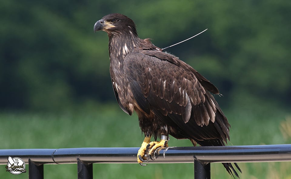 July 3, 2020: D35 on the bridge on Siewers Spring Road near the Decorah Fish Hatchery on July 3, 2020