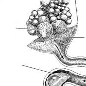 Avian Reproductive System, From Handbook of Bird Biology, Second Edition