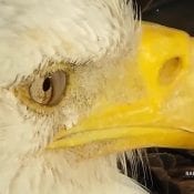 February 27, 2021: A stunning look at Mr. North! We can see every detail of his face: the nictitating eyelid sweeping in from the side, his yellow cere and large oval nostrils, the edges and curved tip of his beak, the rimal feathers that line his eyes, and the rictal feathers around his 'beak lips'.