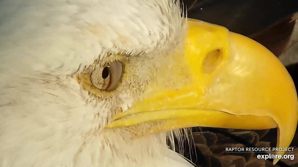 February 27, 2021: A stunning look at Mr. North! We can see every detail of his face: the nictitating eyelid sweeping in from the side, his yellow cere and large oval nostrils, the edges and curved tip of his beak, the rimal feathers that line his eyes, and the rictal feathers around his 'beak lips'.