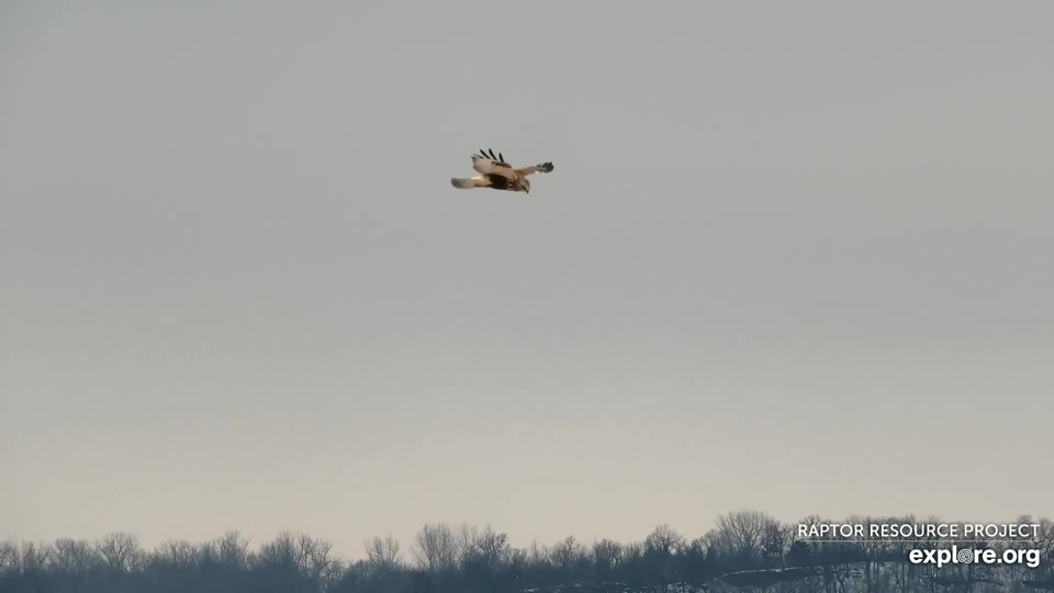 February 28, 2020: A Rough-legged Hawk hunts the Flyway!