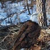 March 4, 2021: Two new eagles at N2B