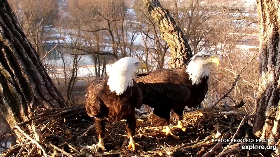 March 4, 2021: Male eagle left, female eagle right