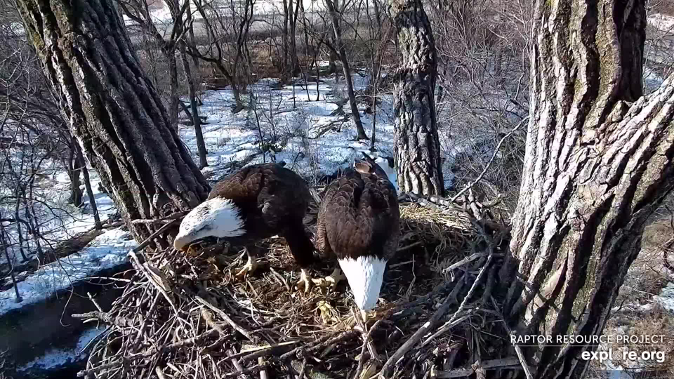 March 4, 2021: Two new eagles at N2B. Will they stay?